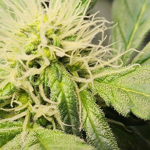 Do-Si-Dos #2 growlog photo: Started out slow and small but came to play and surpassed the other plant 🪴