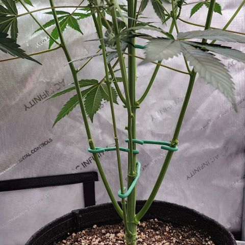 Do-Si-Dos #2 growlog photo: Started out slow and small but came to play and surpassed the other plant 🪴