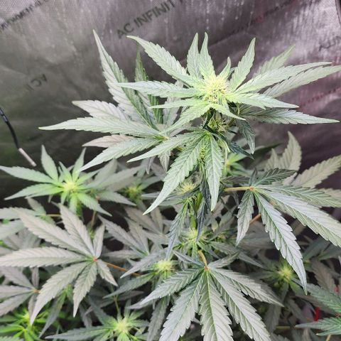 Do-Si-Dos #2 growlog photo: Started out slow and small but came to play and surpassed the other plant 🪴