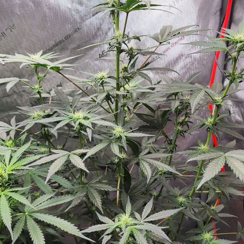 Do-Si-Dos #2 growlog photo: Started out slow and small but came to play and surpassed the other plant 🪴