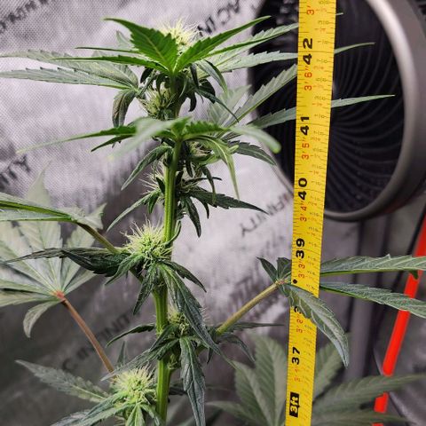 Do-Si-Dos #2 growlog timeline photo