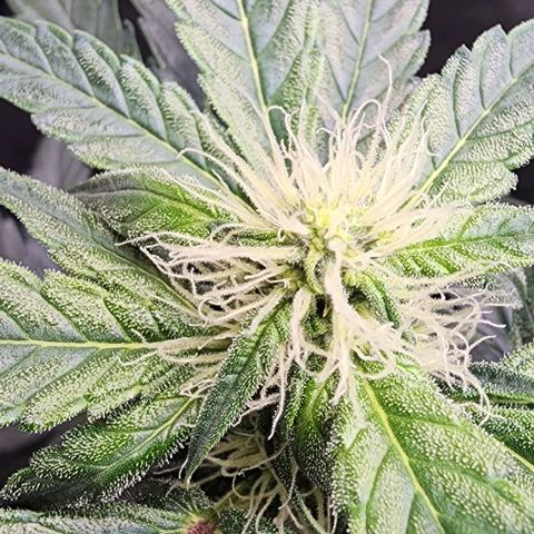  Do-Si-Dos #1 growlog timeline photo