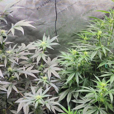  Do-Si-Dos #1 growlog timeline photo