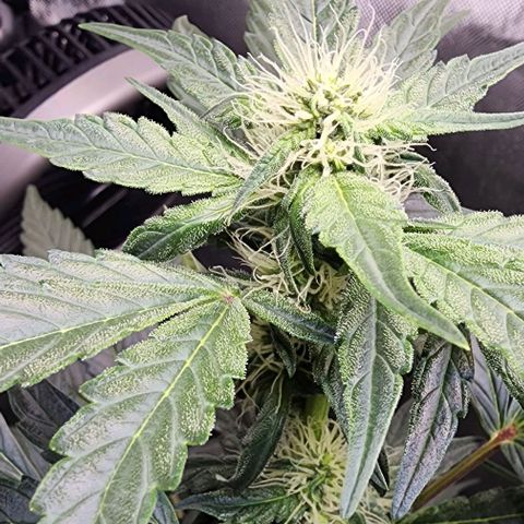  Do-Si-Dos #1 growlog timeline photo