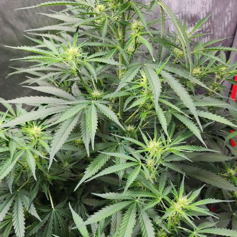  Do-Si-Dos #1 growlog timeline photo