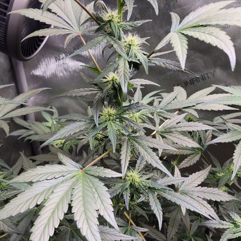  Do-Si-Dos #1 growlog timeline photo