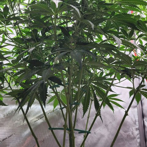  Do-Si-Dos #1 growlog timeline photo