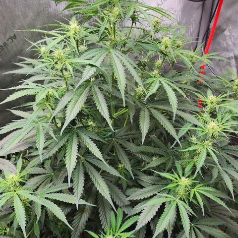  Do-Si-Dos #1 growlog timeline photo