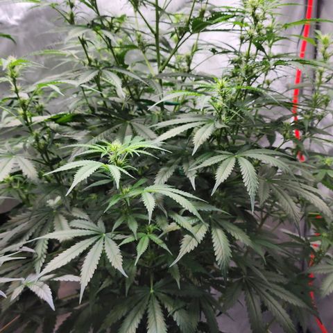  Do-Si-Dos #1 growlog timeline photo