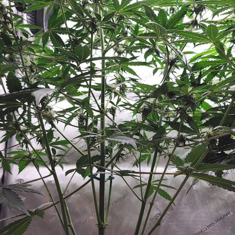 Do-Si-Dos #2 growlog timeline photo