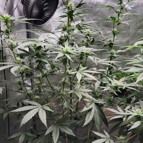 Do-Si-Dos #2 growlog timeline photo