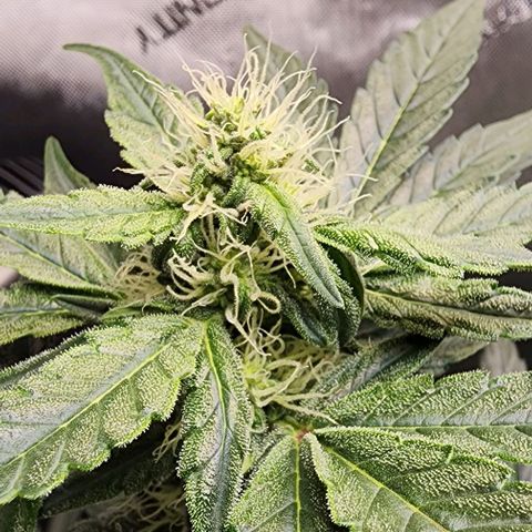 Do-Si-Dos #2 growlog timeline photo