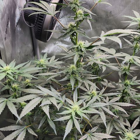 Do-Si-Dos #2 growlog timeline photo