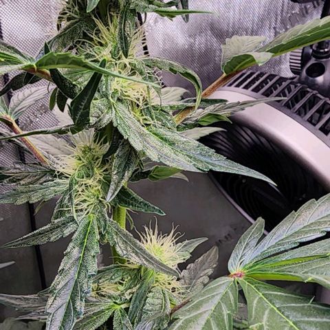 Do-Si-Dos #2 growlog timeline photo