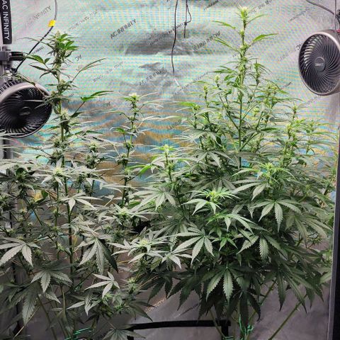  Do-Si-Dos #1 growlog timeline photo