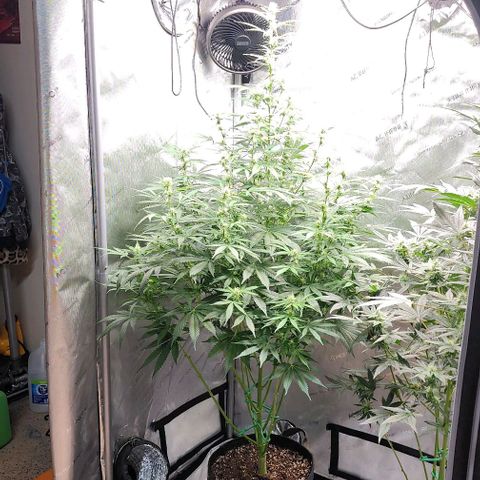  Do-Si-Dos #1 growlog timeline photo