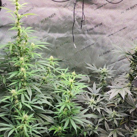  Do-Si-Dos #1 growlog timeline photo