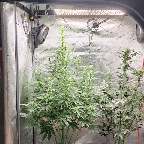  Do-Si-Dos #1 growlog timeline photo