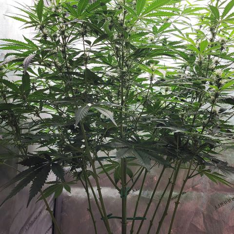  Do-Si-Dos #1 growlog photo: Outgrowing the tent in height.
Showing signs of stress due to heat or light or both 🤔🤷‍♂️