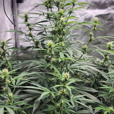  Do-Si-Dos #1 growlog photo: Outgrowing the tent in height.
Showing signs of stress due to heat or light or both 🤔🤷‍♂️
