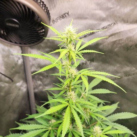  Do-Si-Dos #1 growlog photo: Outgrowing the tent in height.
Showing signs of stress due to heat or light or both 🤔🤷‍♂️