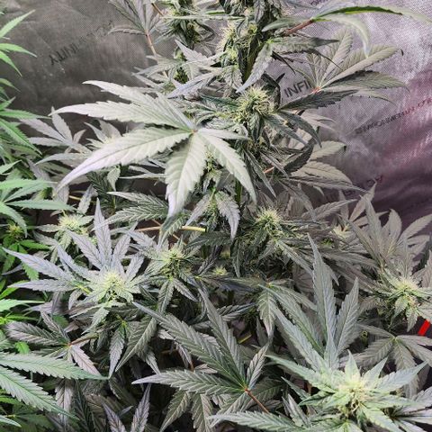 Do-Si-Dos #2 growlog photo: Showing small signs of clawing due to nitrogen toxicity into the flowering stage.  Autoflowering sometimes can be a guess 