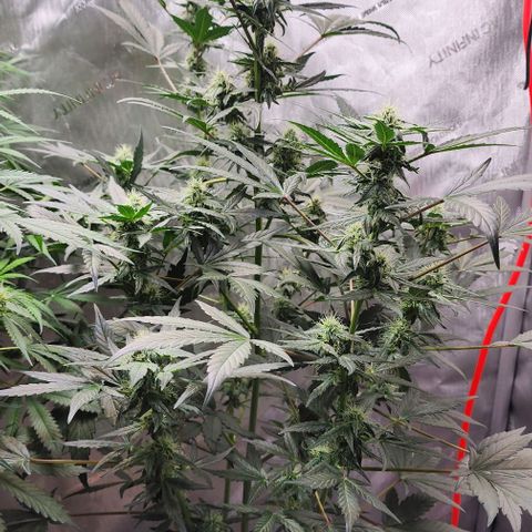 Do-Si-Dos #2 growlog photo: Showing small signs of clawing due to nitrogen toxicity into the flowering stage.  Autoflowering sometimes can be a guess 