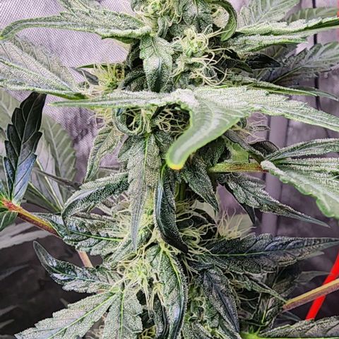 Do-Si-Dos #2 growlog photo: Showing small signs of clawing due to nitrogen toxicity into the flowering stage.  Autoflowering sometimes can be a guess 