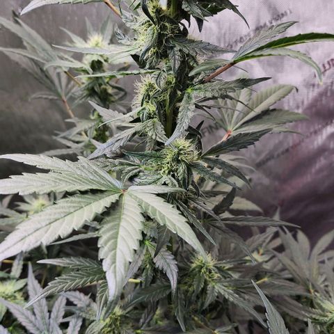 Do-Si-Dos #2 growlog photo: Showing small signs of clawing due to nitrogen toxicity into the flowering stage.  Autoflowering sometimes can be a guess 