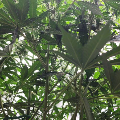  Do-Si-Dos #1 growlog timeline photo