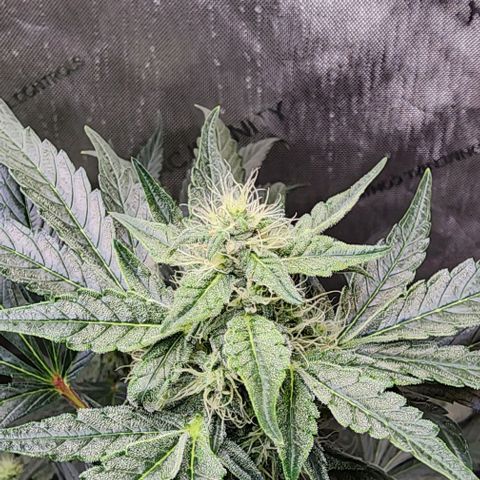 Do-Si-Dos #2 growlog timeline photo