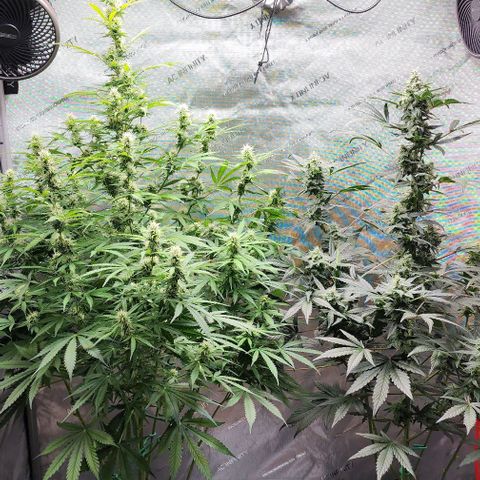  Do-Si-Dos #1 growlog timeline photo