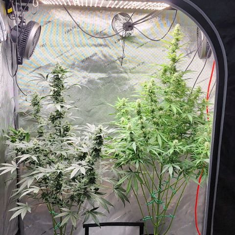  Do-Si-Dos #1 growlog photo: Both plants watered and fed same..such a difference! I love new grows :) new challenges and new things to discover and learn.