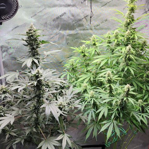  Do-Si-Dos #1 growlog timeline photo