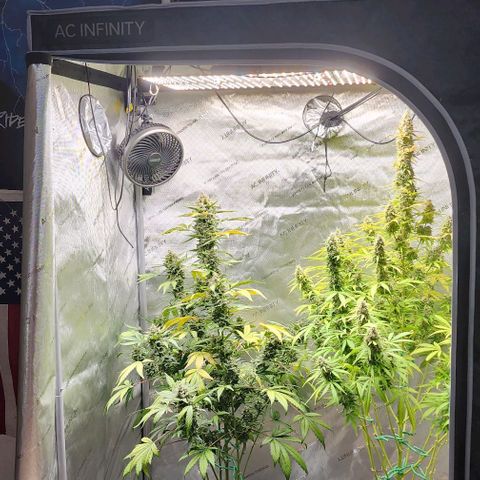  Do-Si-Dos #1 growlog timeline photo