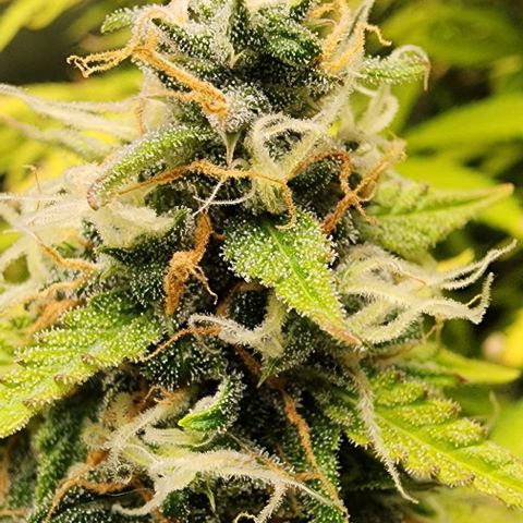  Do-Si-Dos #1 growlog photo: Looks like I'll possibly have a Thankstrimming!!!