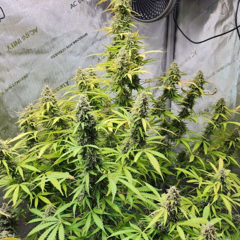  Do-Si-Dos #1 growlog photo: Looks like I'll possibly have a Thankstrimming!!!