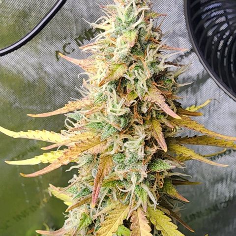  Do-Si-Dos #1 growlog photo: Looks like I'll possibly have a Thankstrimming!!!