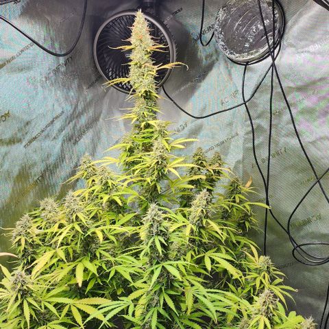  Do-Si-Dos #1 growlog photo: Looks like I'll possibly have a Thankstrimming!!!