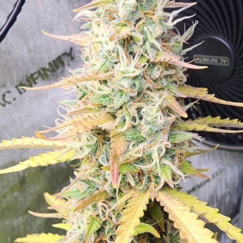  Do-Si-Dos #1 growlog timeline photo
