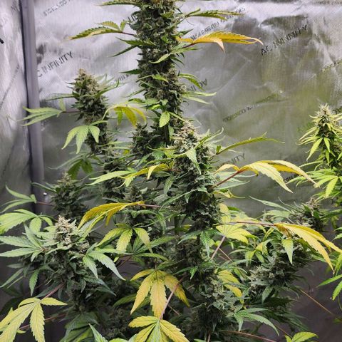 Do-Si-Dos #2 growlog photo: She is a thick one! 😍 moving along faster than the other.