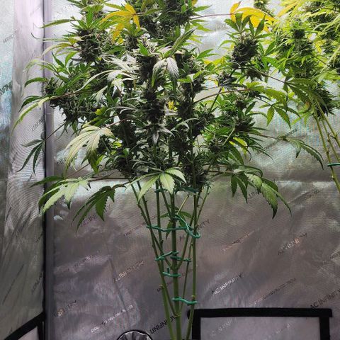 Do-Si-Dos #2 growlog photo: She is a thick one! 😍 moving along faster than the other.