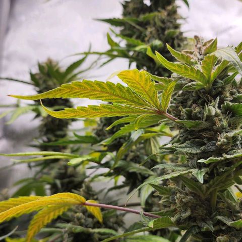 Do-Si-Dos #2 growlog photo: She is a thick one! 😍 moving along faster than the other.