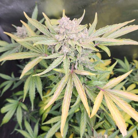 Do-Si-Dos #2 growlog photo: She is a thick one! 😍 moving along faster than the other.