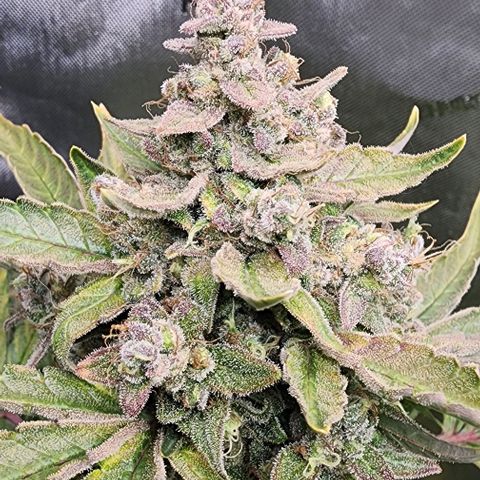 Do-Si-Dos #2 growlog photo: She is a thick one! 😍 moving along faster than the other.