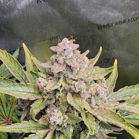 Do-Si-Dos #2 growlog timeline photo