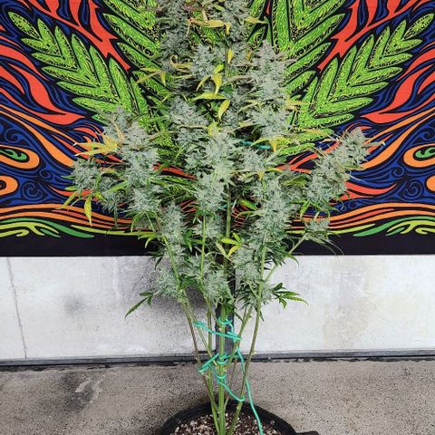 Do-Si-Dos #2 growlog photo: Harvest day!