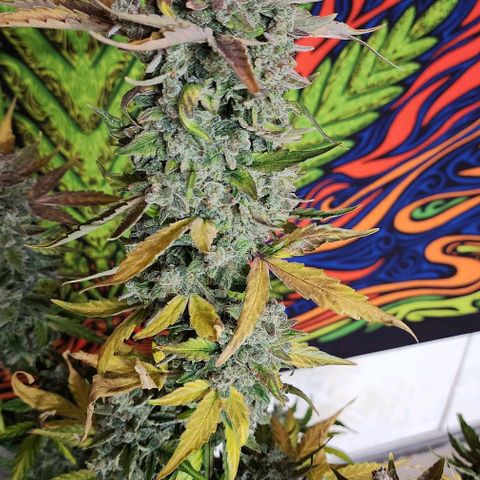 Do-Si-Dos #2 growlog timeline photo