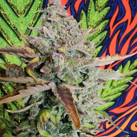 Do-Si-Dos #2 growlog timeline photo