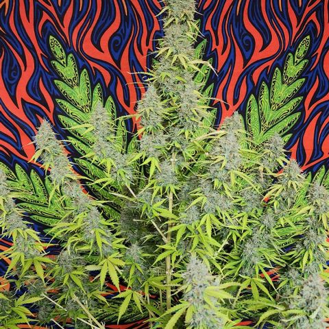  Do-Si-Dos #1 growlog photo: Harvest day!
